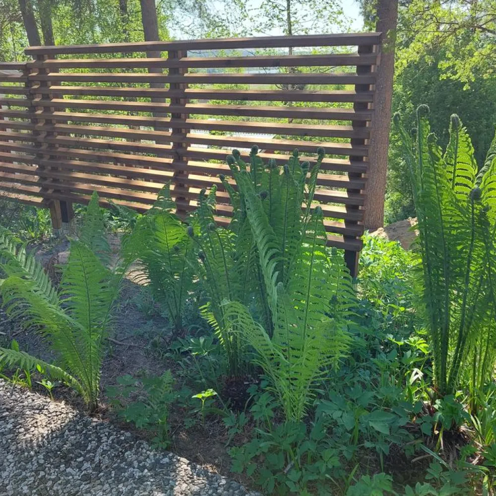 Aitaelementti Suunnikas A95R 1860x800 mm vinorima ruskea*Tammiston puu Hot