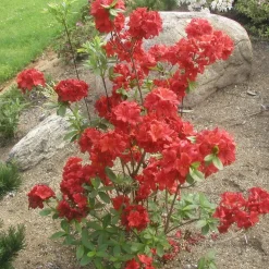 Outlet Atsalea Rhododendron Nabucco 30-40 Pihakasvit|Pihakasvit