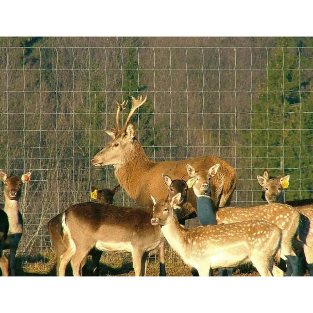 Eläinverkko Zn hitsattu 2,0x50 m muuttuva silmäkoko*AB Polar