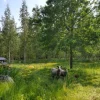 Eläinverkko Zn 1,2x50 m muuttuva silmäkoko (50 m)*AB Polar Online