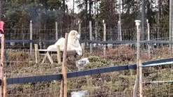 Clearance Eläinverkko Zn 1,5x50 m muuttuva silmäkoko Eläinverkot
