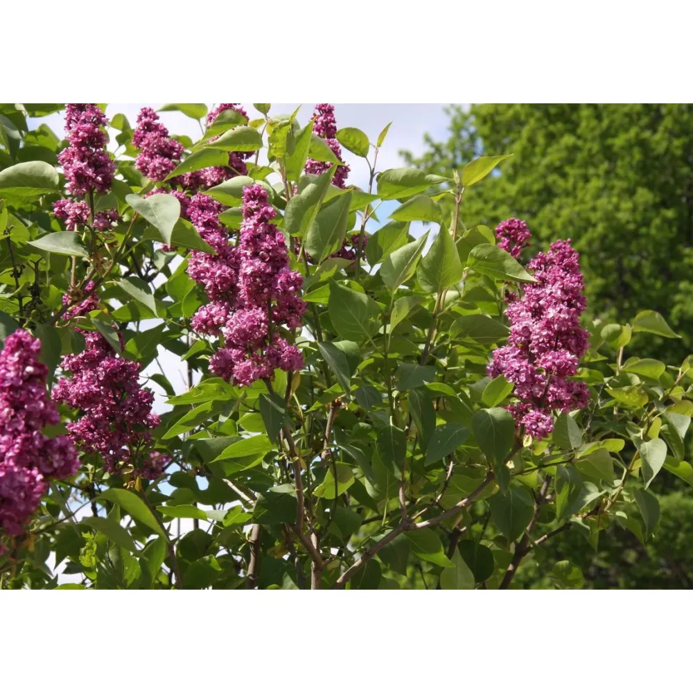 Jalosyreeni Syringa Charles Joly*Viheraarni Outlet