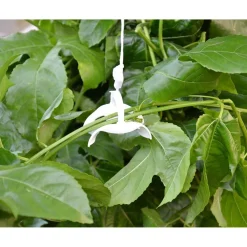 Kasvatuslankasetti kasvihuoneeseen*Palram-Canopia Clearance