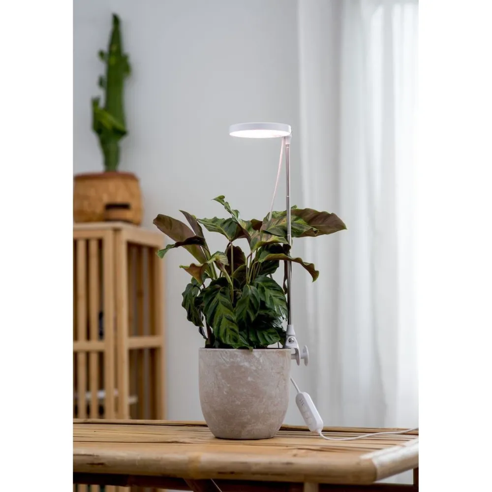 Kasvivalaisin Rose, 10W, 290lm, valkoinen*Airam Clearance