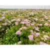 Keijuangervo Spiraea jap. Little Princess Pihakasvit|Pihakasvit