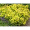 Keltakeijuangervo Spiraea jap. Golden Princess*Viheraarni Outlet