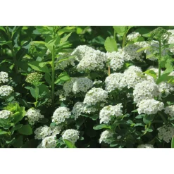 Koivuangervo Spiraea betulifolia*Viheraarni Discount