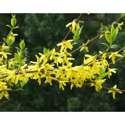 Komeaonnenpensas Forsythia x intermedia Week End Pihakasvit|Pihakasvit