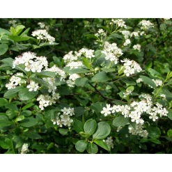 Outlet Koristearonia Aronia x prunifolia Pihakasvit|Pihakasvit