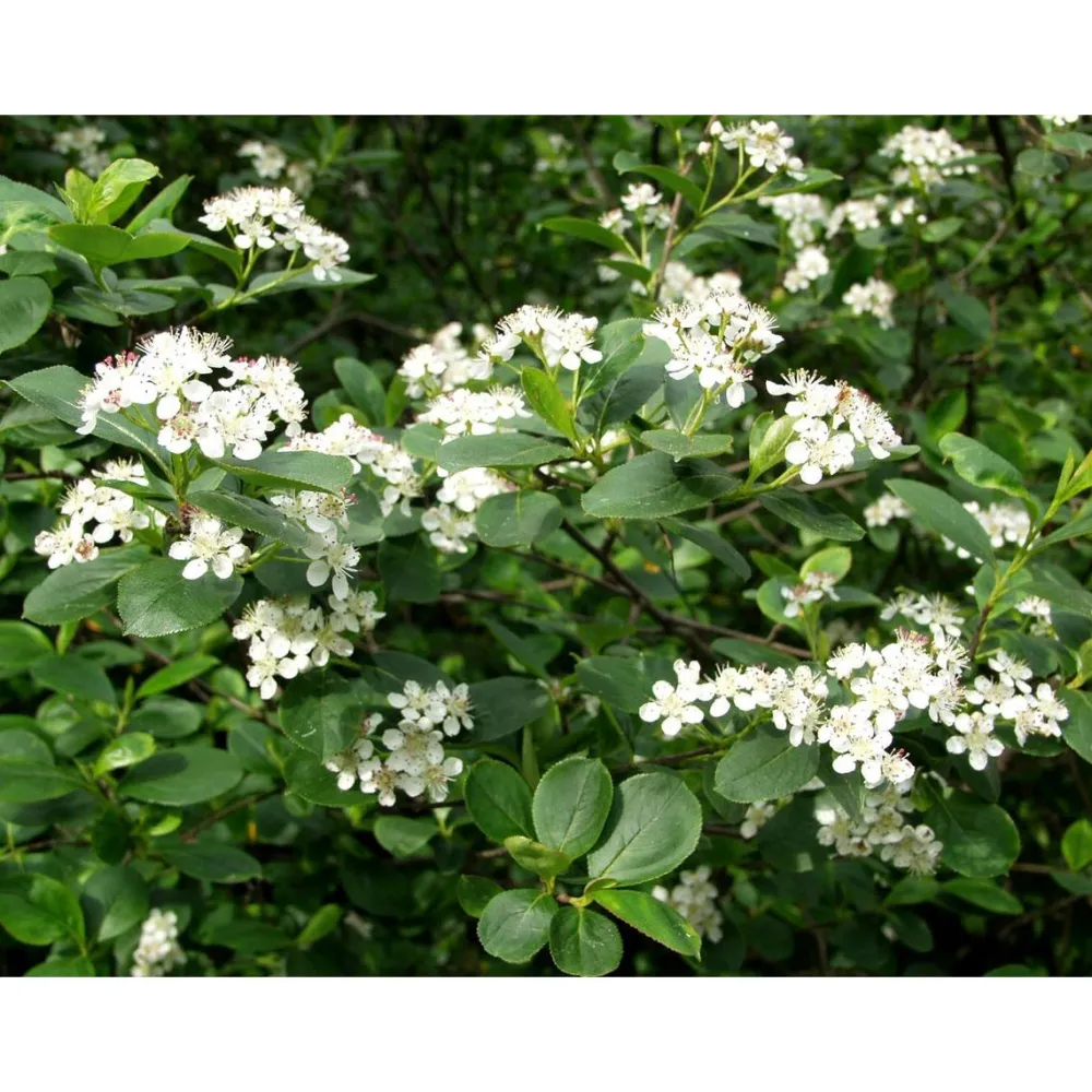 Outlet Koristearonia Aronia x prunifolia Pihakasvit|Pihakasvit