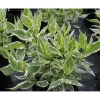 Laikkukirjokanukka Cornus alba Argenteomarginata Elegantissima*Viheraarni Outlet