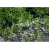 New Lamohietakirsikka Prunus pumila var. Depressa Pihakasvit|Pihakasvit