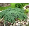Discount Lamosinikataja Juniperus sq. Blue Carpet 30-40 Pihakasvit|Pihakasvit