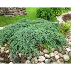 Discount Lamosinikataja Juniperus sq. Blue Carpet 30-40 Pihakasvit|Pihakasvit