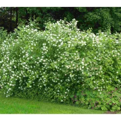 Hot Lännenheisiangervo Physocarpus opulifolius Pihakasvit|Pihakasvit
