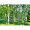Best Maisematapetti Dimex Birch Grow, 375x250cm Valokuvatapetit