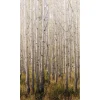 Maisematapetti One Roll One Motif Birch Tree, 1.59x2.80m, metsä, non-woven*Tapetit.fi