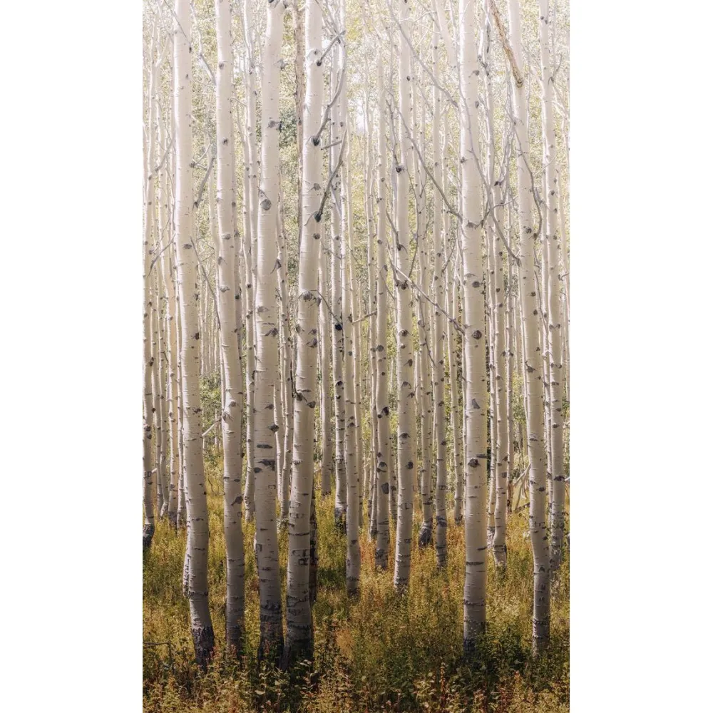 Maisematapetti One Roll One Motif Birch Tree, 1.59x2.80m, metsä, non-woven*Tapetit.fi