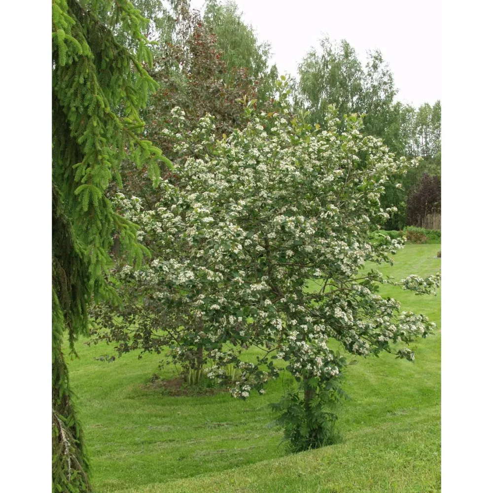 Best Marja-aroniapuu Aronia Viking 150-200 Pihakasvit|Pihakasvit