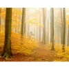 Best Metsätapetti Keltainen metsämaisema, eri kokoja Valokuvatapetit