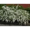 Norjanangervo Spiraea Grefsheim*Viheraarni Sale