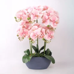 Orkidea GARDEN QUEEN K64 cm, vaaleanpunainen*Home4you Sale