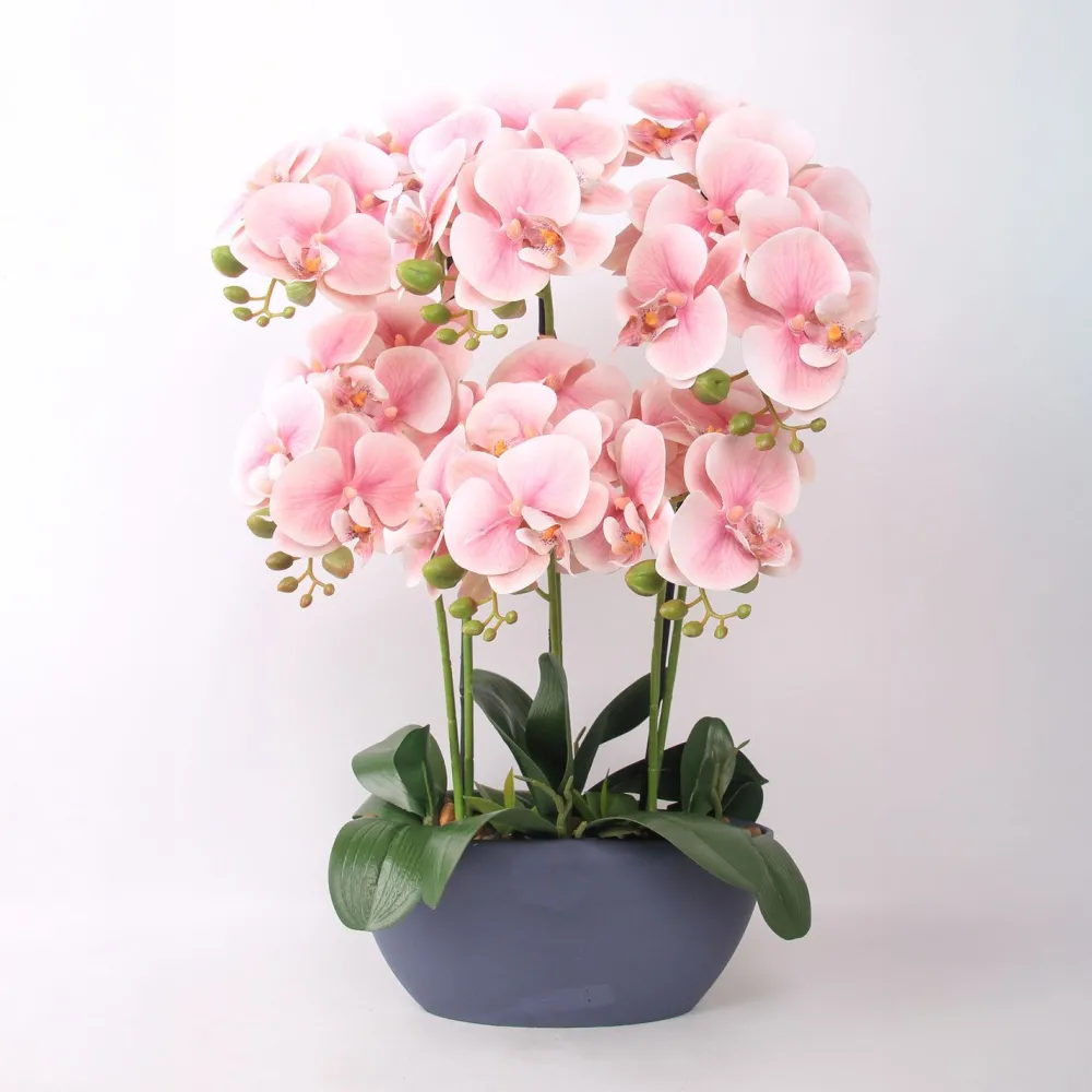 Orkidea GARDEN QUEEN K64 cm, vaaleanpunainen*Home4you Sale