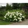 Pallohortensia Hydrangea arborescens Annabelle*Viheraarni Hot