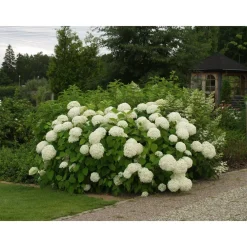 Pallohortensia Hydrangea arborescens Annabelle*Viheraarni Hot