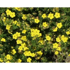 Outlet Pensashanhikki Dasiphora fr. Goldfinger Pihakasvit|Pihakasvit