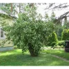 Best Pihajasmike Philadelphus coronarius Pihakasvit|Pihakasvit