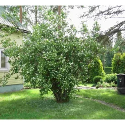 Best Pihajasmike Philadelphus coronarius Pihakasvit|Pihakasvit