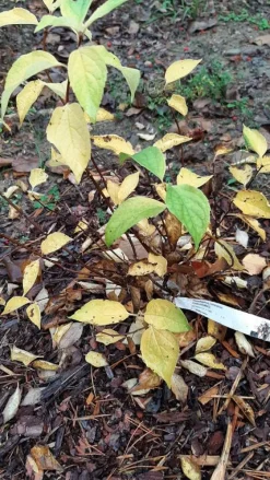 Best Pihajasmike Philadelphus coronarius Pihakasvit|Pihakasvit