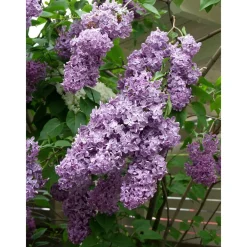 Pihasyreeni Syringa vulgaris*Viheraarni Discount