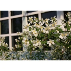 Outlet Pikkujasmike Philadelphus x lemoinei-ryhmä Pihakasvit|Pihakasvit