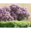 Online Puistosyreeni Syringa x henryi Pihakasvit|Pihakasvit