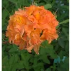 Revontuliatsalea Rhododendron Mandarin Lights 30-40*Viheraarni Online