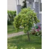 Riippahernepuu Caragana arborescens Pendula 120*Viheraarni Discount
