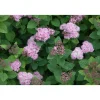 Rinneangervo Spiraea densiflora*Viheraarni Clearance