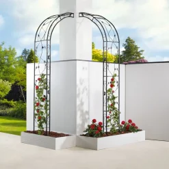 Ruusukaari musta*Hortus Online