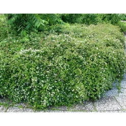 Clearance Seppelvarpu Stephanandra incisa Crispa Pihakasvit|Pihakasvit