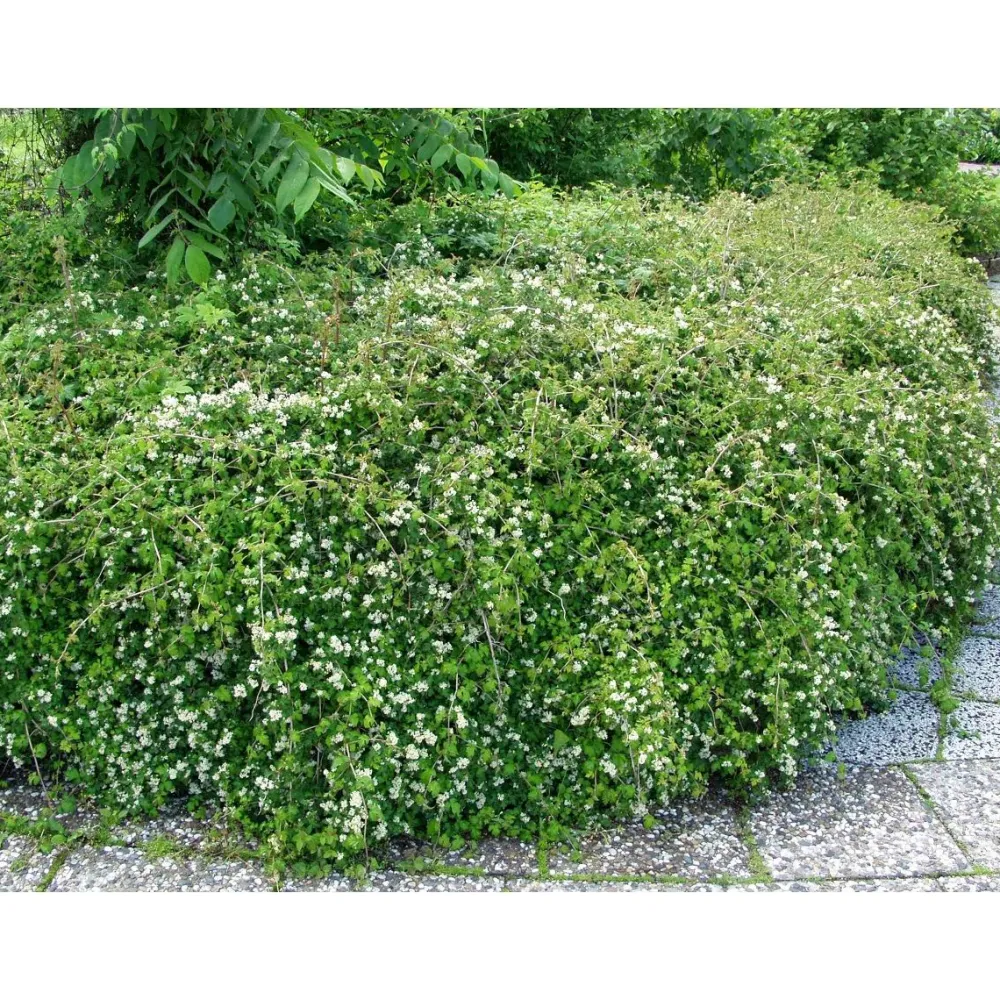 Clearance Seppelvarpu Stephanandra incisa Crispa Pihakasvit|Pihakasvit