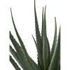 Tekokasvi Aloe Vera, 51cm, vihreä*House Nordic
