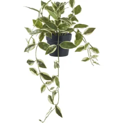 Discount Tekokasvi Hoya Carnosa, 33cm, vihreä Tekokasvit Ja Kranssit