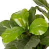 Tekokasvi Fiddle-Leaf Fig, 85cm Tekokasvit Ja Kranssit
