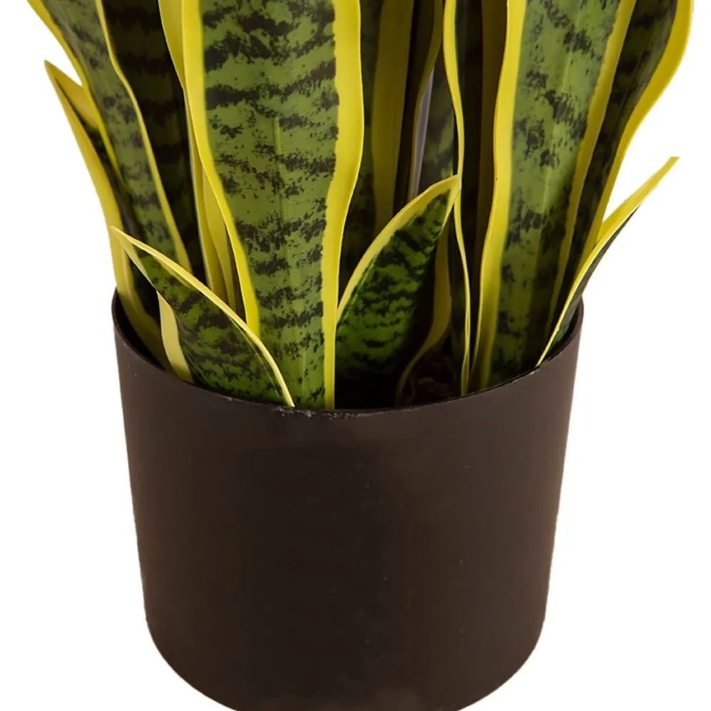 Tekokasvi Snake Plant, 65cm*Lykke Clearance