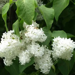 Valkoinen pihasyreeni Syringa vulgaris Alba*Viheraarni Clearance